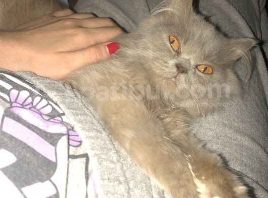 British Longhair 8 Aylık Dünya Güzeli görsel