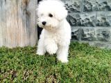 Bichon Frise Yavrularımız