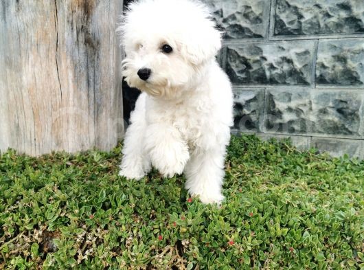 Bichon Frise Yavrularımız görsel