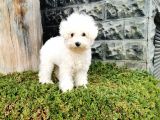 Bichon Frise Yavrularımız