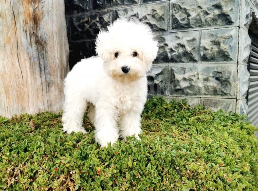Bichon Frise Yavrularımız görsel
