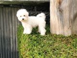 Bichon Frise Yavrularımız