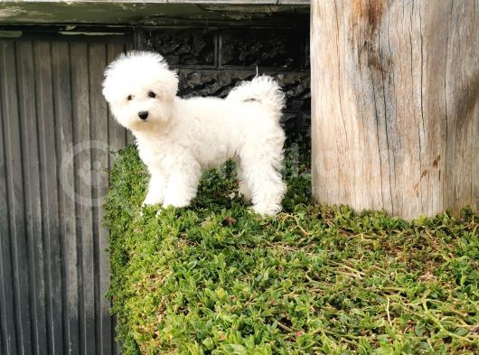 Bichon Frise Yavrularımız görsel