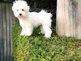 Bichon Frise Yavrularımız