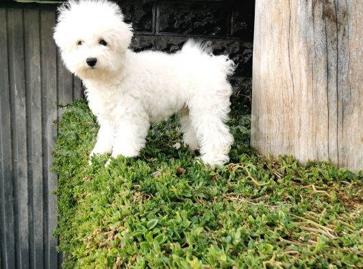 Bichon Frise Yavrularımız görsel