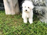 Bichon Frise Yavrularımız