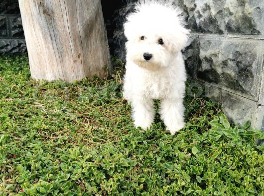 Bichon Frise Yavrularımız görsel