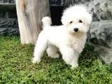 Bichon Frise Yavrularımız