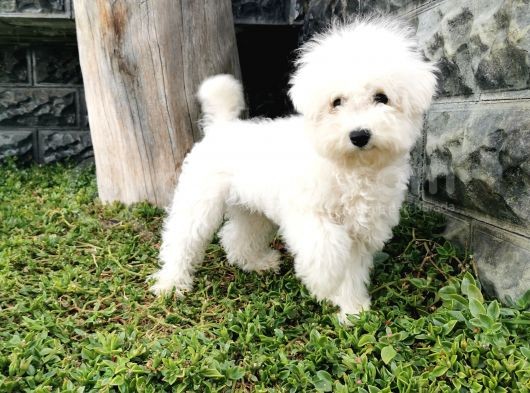 Bichon Frise Yavrularımız görsel