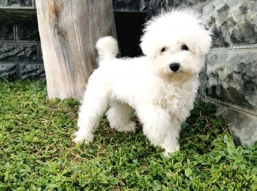 Bichon Frise Yavrularımız