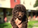 Poodle Tukeniyor