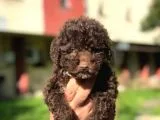 Poodle Tukeniyor