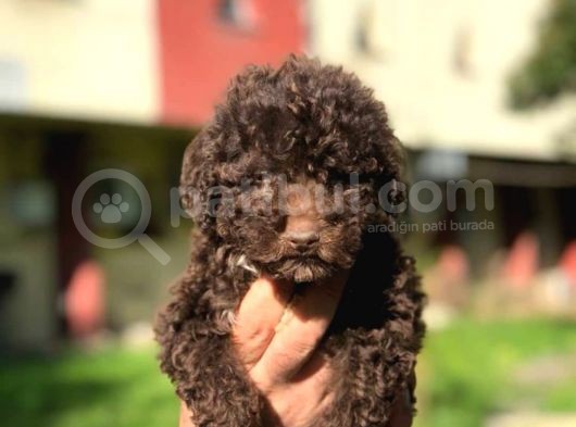 Poodle Tukeniyor görsel