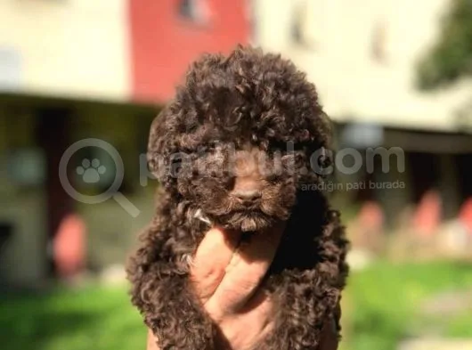 Poodle Tukeniyor