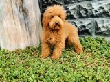 Red Brown Toy Poodle