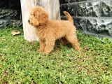 Red Brown Toy Poodle