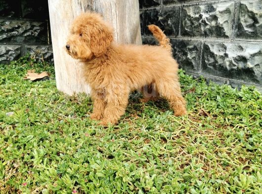 Red Brown Toy Poodle görsel