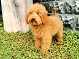 Red Brown Toy Poodle