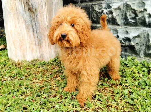 Red Brown Toy Poodle