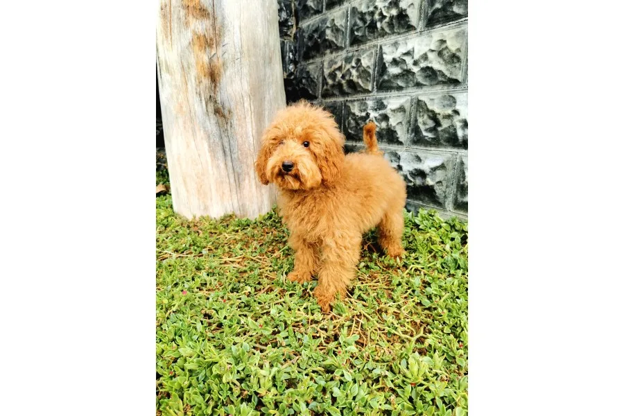 Red Brown Toy Poodle