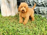 Red Brown Toy Poodle