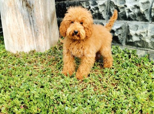 Red Brown Toy Poodle görsel