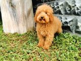 Red Brown Toy Poodle