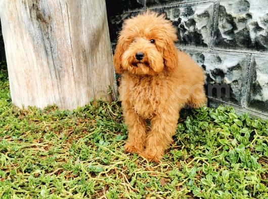 Red Brown Toy Poodle görsel