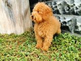Red Brown Toy Poodle