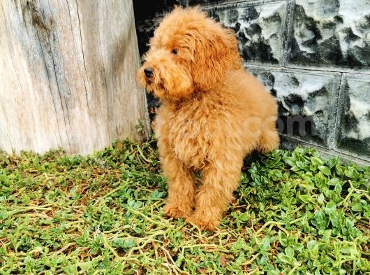 Red Brown Toy Poodle görsel