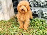 Red Brown Toy Poodle