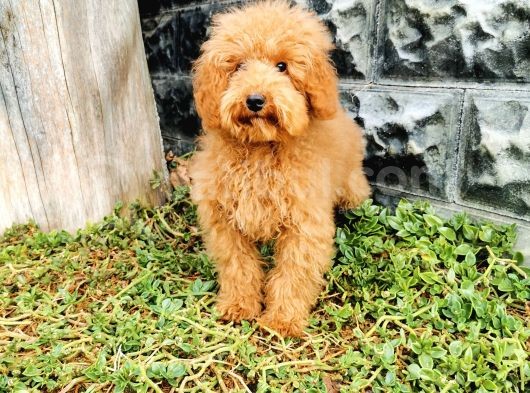 Red Brown Toy Poodle görsel