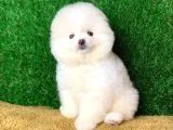 Safkan Ayi Surat Şecereli Pomeranian Yavrularimiz