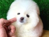 Safkan Ayi Surat Şecereli Pomeranian Yavrularimiz