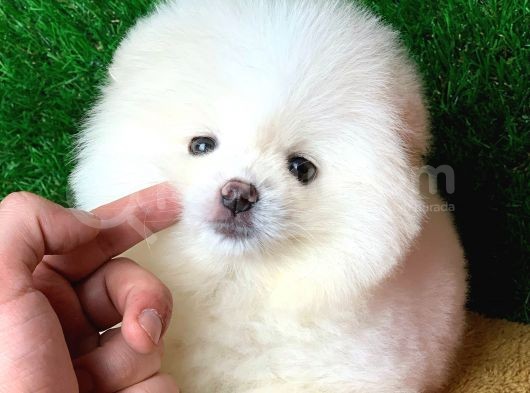 Safkan Ayi Surat Şecereli Pomeranian Yavrularimiz görsel