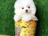 Safkan Ayi Surat Şecereli Pomeranian Yavrularimiz