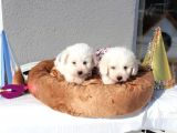 Küçük Maltipoo Bebeklerim