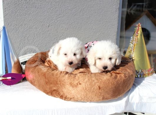Küçük Maltipoo Bebeklerim görsel