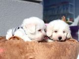Küçük Maltipoo Bebeklerim