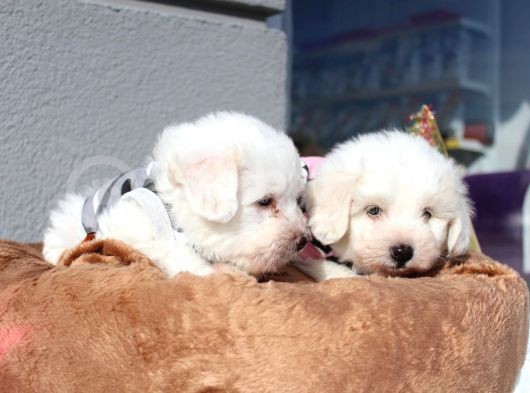 Küçük Maltipoo Bebeklerim görsel