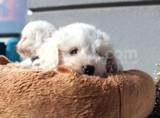 Küçük Maltipoo Bebeklerim görsel