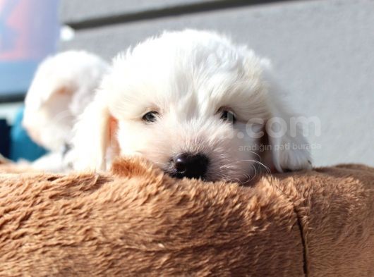 Küçük Maltipoo Bebeklerim görsel