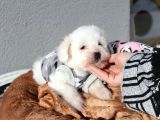 Küçük Maltipoo Bebeklerim