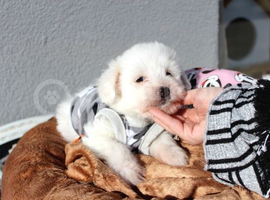 Küçük Maltipoo Bebeklerim görsel