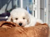 Küçük Maltipoo Bebeklerim