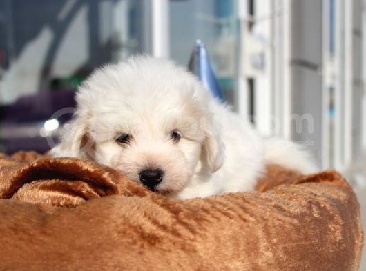 Küçük Maltipoo Bebeklerim görsel