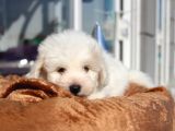 Küçük Maltipoo Bebeklerim
