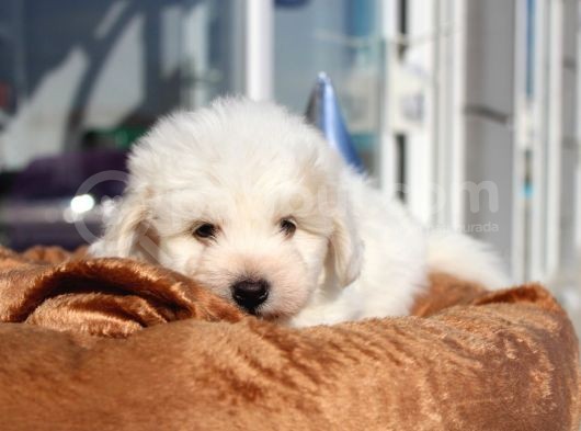 Küçük Maltipoo Bebeklerim görsel