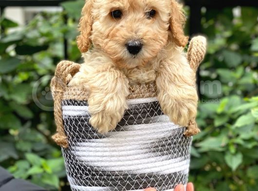 Apricot Kayısı Renk Toy Poodle Bebeklerimiz görsel