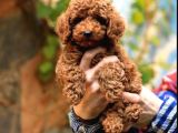 Toy Poodle